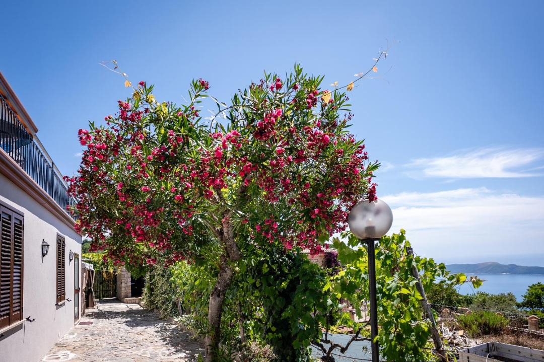 Photo of Others in Pisciotta