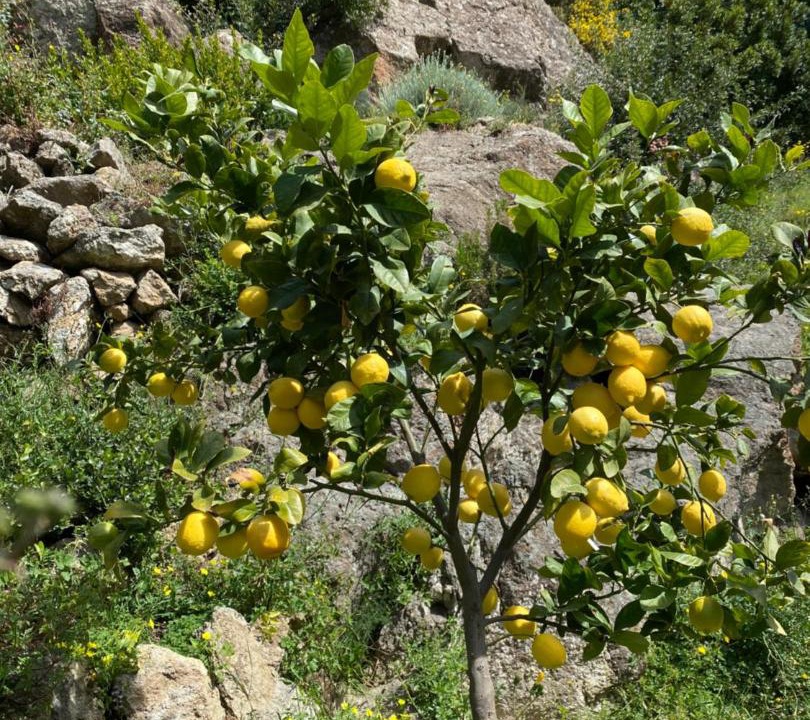 Photo of Others in Forio