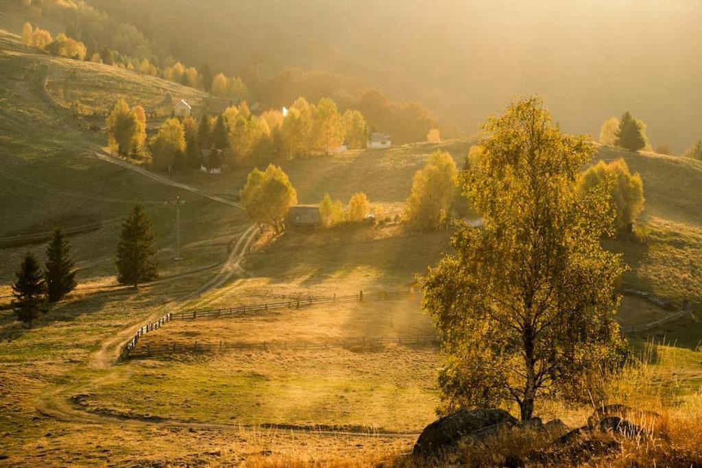 Photo of Outdoor in Paltinis