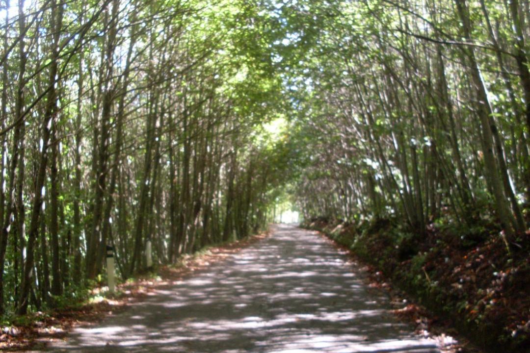 Photo of Others in San Mauro Cilento