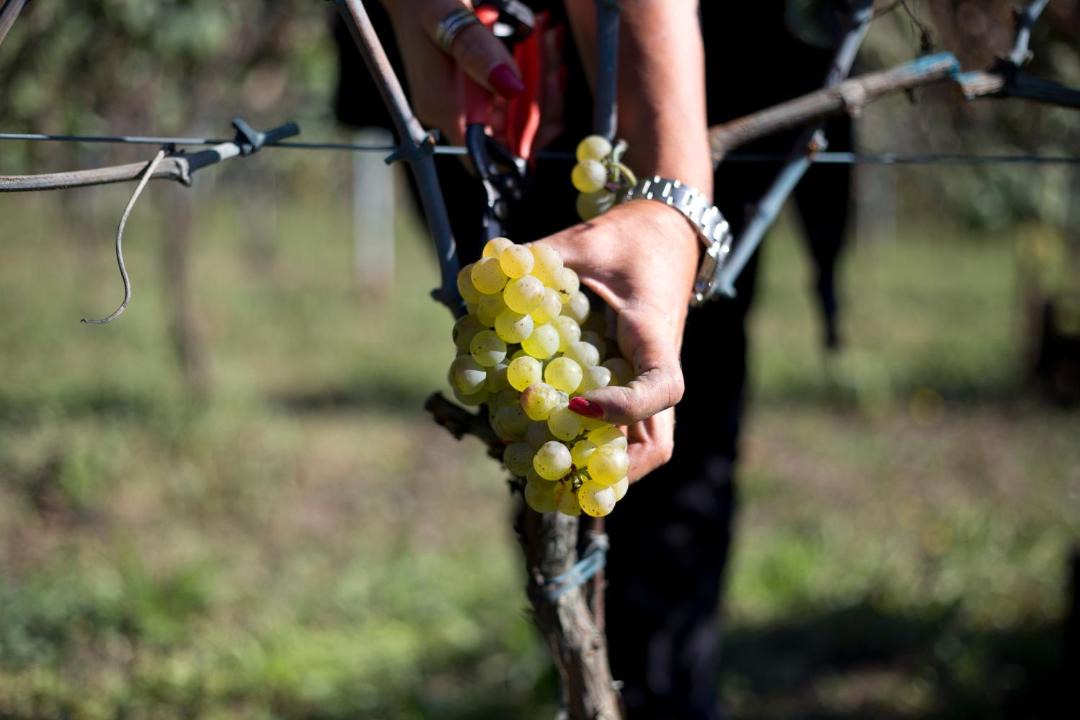 Photo of Others in Arce