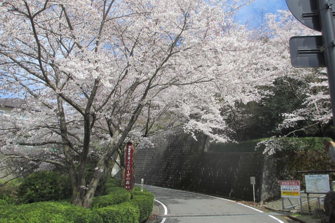 Photo of Others in Tokushima