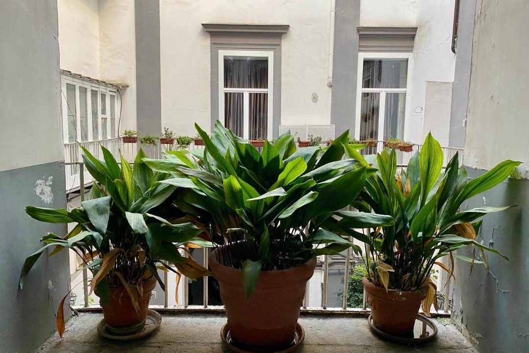 Photo of Patio Balcony in Montecalvario