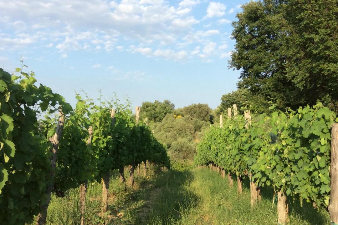 Photo of Outdoor in Castelvetere sul Calore