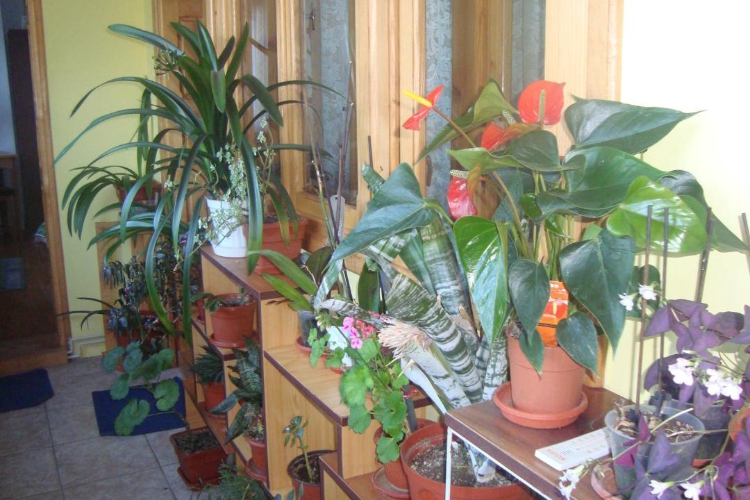 Photo of Others in Oestii Paminteni