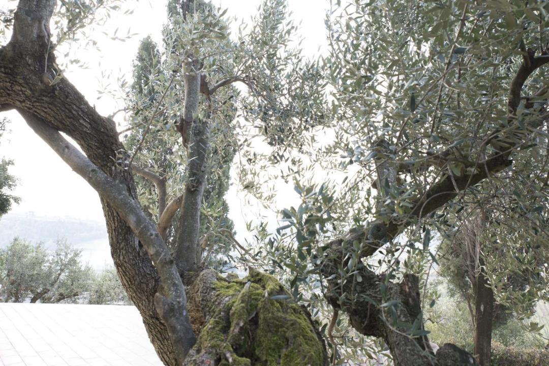Photo of Others in Grottaferrata