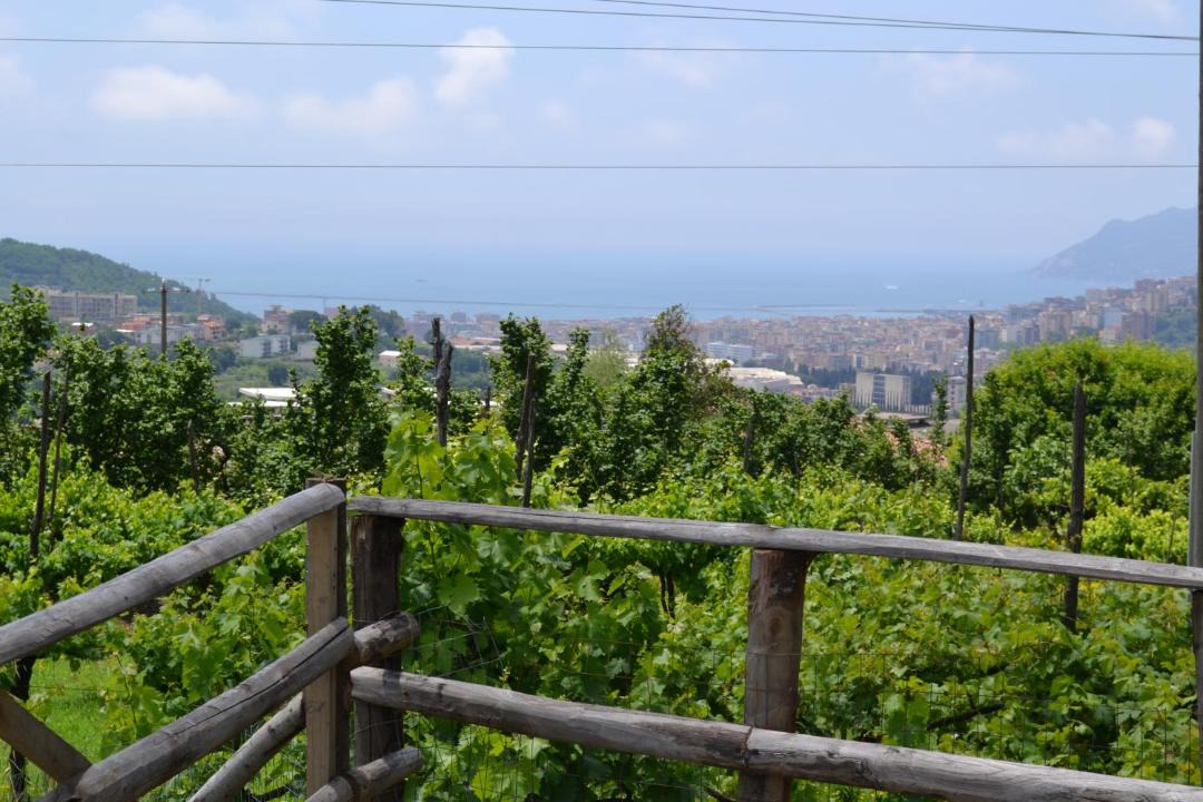 Photo of Others in Ogliara