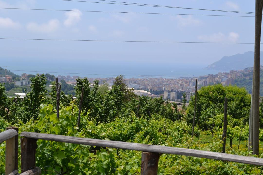 Photo of Others in Ogliara